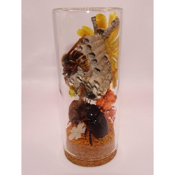 Wasp Nest Hornet Bees Rhinoceros Beetle Cicada Skin Oddity Jar flowers taxidermy - Picture 3 of 13